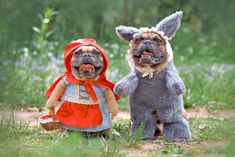 Happy French Bulldog dogs dressed up as fairytale characters Little Red Riding Hood and Big Bad