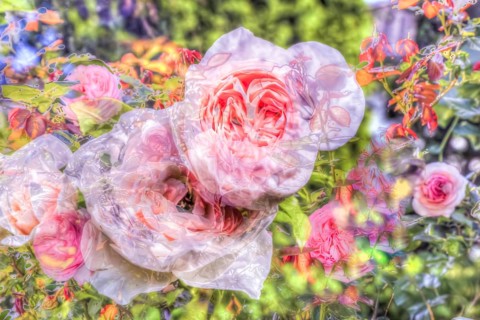 Oil painting, rose (pink), pink blossoms, delicate pink, fragrant, light, romantic, greeting card