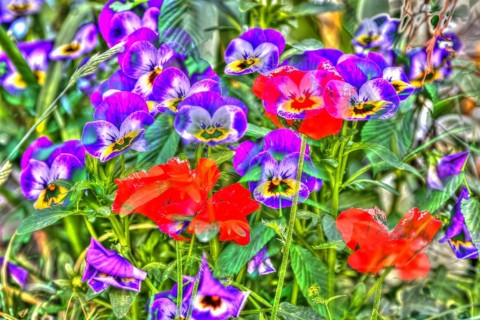 Large-flowered field pansy, viola (plant) (Viola), poppy (Papaver), red and purple flowers
