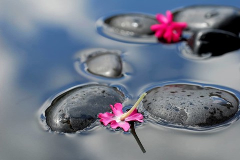 Flowers of verbena on stones in water (verbena hybrid) , verbena