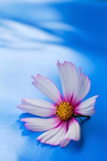Jewelry basket 'Picotee', jewelry basket, Cosmos (Cosmos) Cosmea