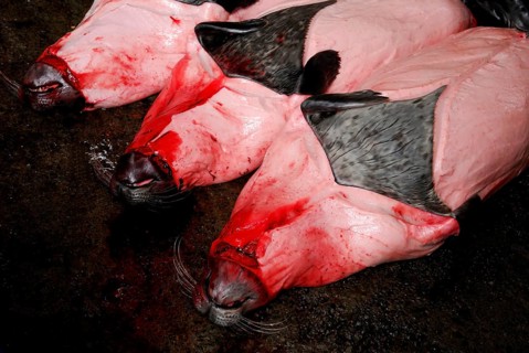 Killed seals, Iceland, Europe