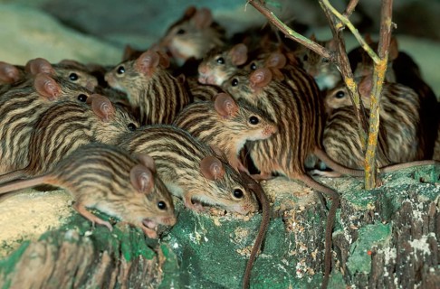 Striped barbary striped grass mouse (Lemniscomys barbarus)