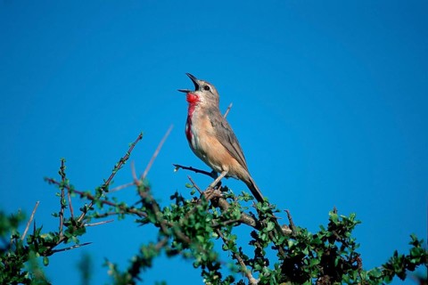 Rosy-patched Bush Shrike, Samburu Game Reserve, Kenya (Rhodophoneus cruentus) (Tchagra cruenta)