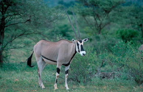 Oryx, Gemsbok (Oryx gazella), Samburu Game Reserve, Kenya, Africa