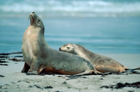 Australian Sea Lions (Neophoca cinerea), female with young, Kangaroo Island, Australia, side,
