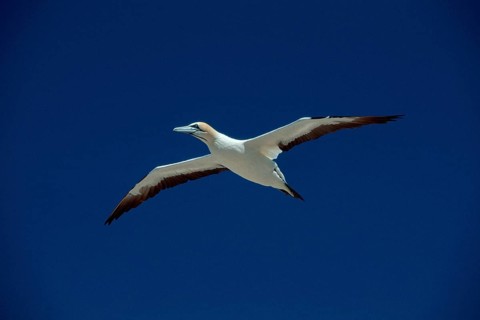 Cape gannet (Morus capensis), Lambert's Bay, South Africa (Sula capensis), releasable
