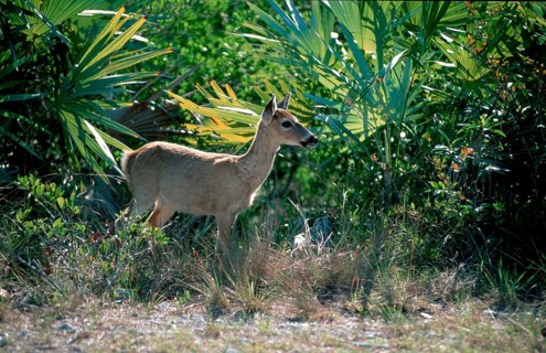 Key Deer (Odocoileus virginianus clavium), female, Florida Keys, key deer, USA, North America