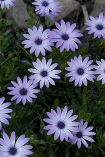 Gazania (Gazania)
