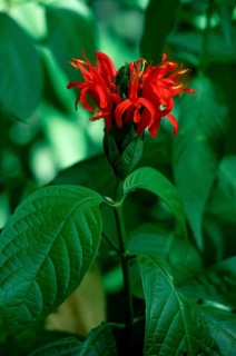 Blackstick, Trinidad (Pachystachys coccinea)