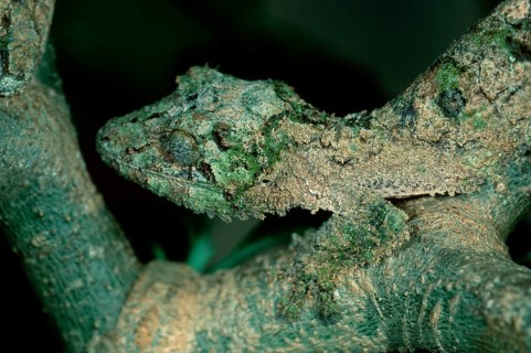 Leaf-tailed Gecko (Uroplatus guentheri), Madagascar, Africa