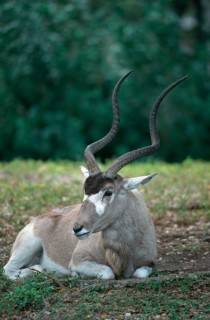 Addax (Addax nasomaculatus), addax, antelope
