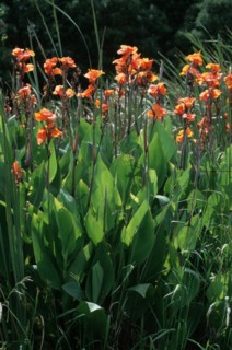 Canna (Canna indica)