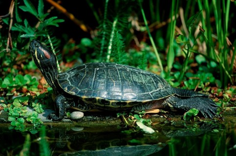 Red-eared Turtle (Trachemys scripta elegans) (Pseudemys scripta elegans)