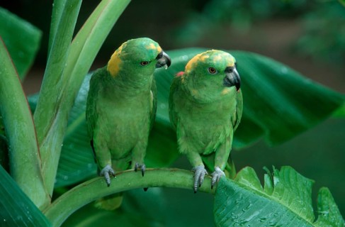 Yellow-naped Amazons, pair, Honduras (Amazona ochrocephala auropalliata), Gelbnackenamazonen, Paar,