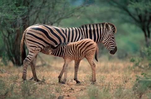 Chapman's Zebras, mare nursing foal, Kruger national park, South Africa (Equus quagga antiquorum),