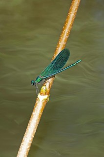 Dragonfly on branch, beautiful demoiselle (Calopteryx virgo), Garstedt, Lower Saxony, Germany,