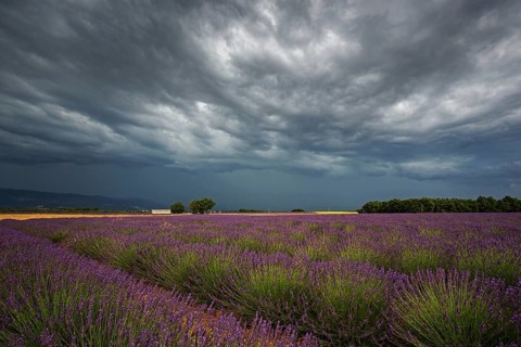 Lavender (Lavandula angustifolia) field, flowering real lavender, thunderstorm atmosphere,