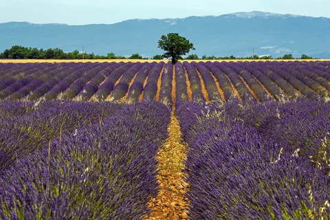 Tree in a lavender field, flowering true lavender (Lavandula angustifolia), near Puimoisson,