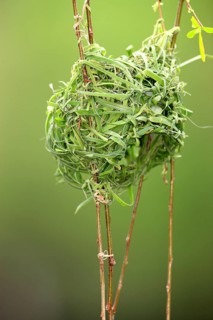 Cape Weaver, nest, South Africa (Textor capensis)