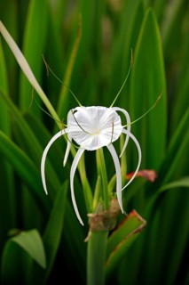 Spider lily, Kota Kinabalu, Sabah, Borneo, Malysia (Hymenocallis occidentalis)