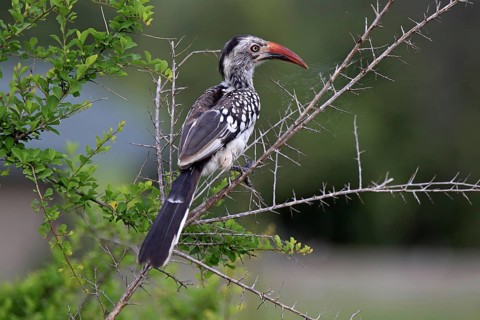 Red-billed hornbill (Tockus erythrorhynchus), Sabi Sabi Game Reserve, Kruger National Park, South