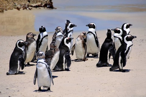 African penguins (Spheniscus demersus), Boulder, Simon's Town, Western Cape, South Africa,
