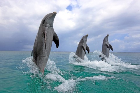 Bottlenose Dolphins (Tursiops truncatus), Honduras, Central America