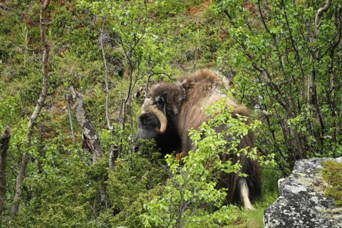 Musk ox (Ovibos moschatus) among birch trees in Dovrefjell-Sunndalsfjella National Park, Central