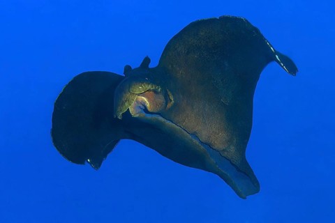 Black sooty sea hare (Aplysia fasciata) large nudibranch swimming through open water against blue