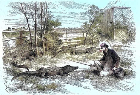 On display in Le Havre, 1869, the enclosure of the Mississippi caiman, France, Historic, digitally