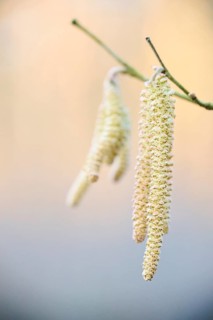 Common hazel (Corylus avellana) mal catkins, detail, Upper Palatinate, Bavaria, Germany, Europe