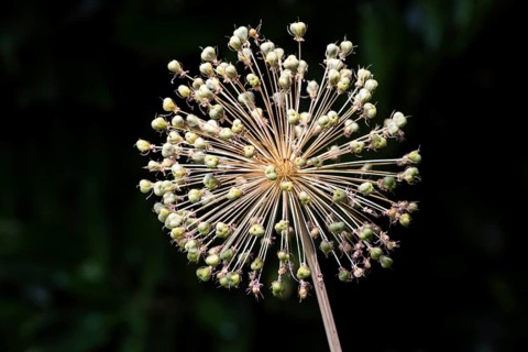 Ornamental leek (Allium), flower faded, with seed capsules, Baden-Württemberg, Germany, Europe