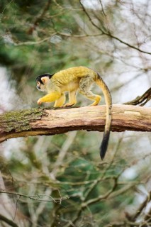 Black-capped squirrel monkey (Saimiri boliviensis) in a tree, Bavaria, Germany, Europe