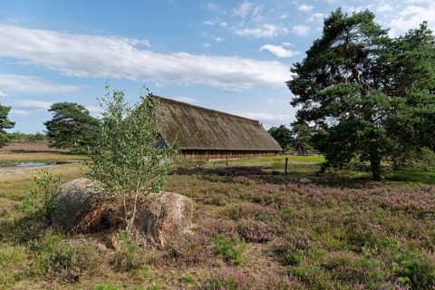 Sheep pen during the heath blossom in the Osterheide in the Lüneburger Heide nature reserve.