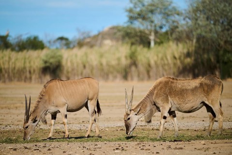 Common eland (Taurotragus oryx) standing in the dessert, captive, distribution Africa