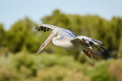 Great white pelican (Pelecanus onocrotalus) flying, France, Europe