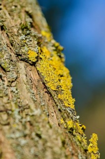 Detail of lichen growing on a crack willow (Salix fragilis) bark, Upper Palatinate, Bavaria,