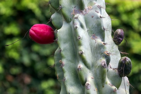 Cactus, cactus fruit, ripe fruit of the Peruvian apple cactus (Cereus repandus), Botanical Garden