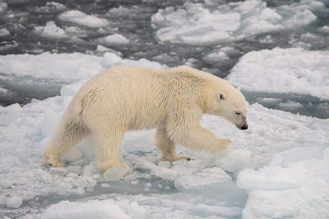 Polar bear (Ursus maritimus) on the pack ice, Svalbard Island, Svalbard archipelago, Svalbard and