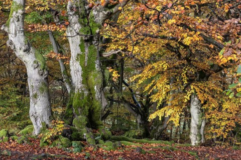 Old copper beeches (Fagus sylvatica) in the Hutewald Halloh, Hesse, Lower Saxony