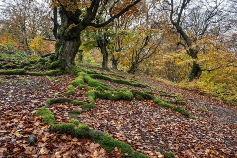 Old copper beeches (Fagus sylvatica) in the Hutewald Halloh, Hesse, Lower Saxony