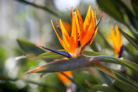 Strelitzia (Strelizia), Royal Botanic Gardens (Kew Gardens), London, England, Great Britain