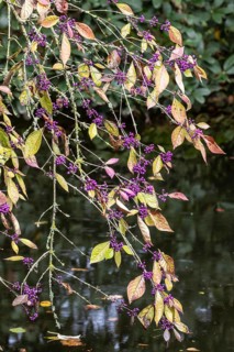 Fair fruit (Callicarpa bodnieri), Emsland, Lower Saxony, Germany, Europe