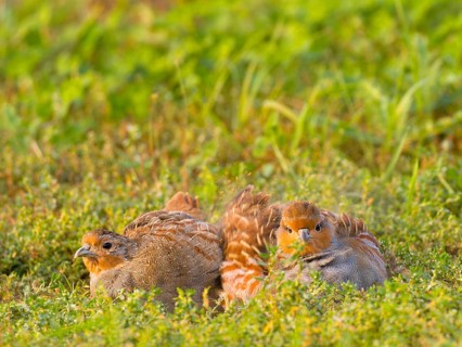 Gray partridges (Perdix perdix), taking a dust bath on a fallow land, Solms, Hesse, Germany, Europe