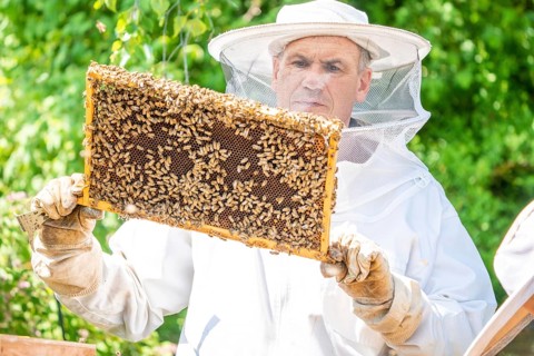 Beekeeper with bees, Black Forest, Gechingen, Germany, Europe