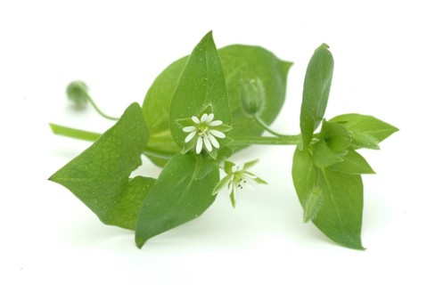 Greater stitchwort (Stellaria holostea), Rabelera holostea, also Common Chickweed, medicinal plant