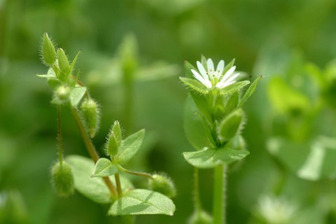 Greater stitchwort (Stellaria holostea), Rabelera holostea, also Common Chickweed, medicinal plant