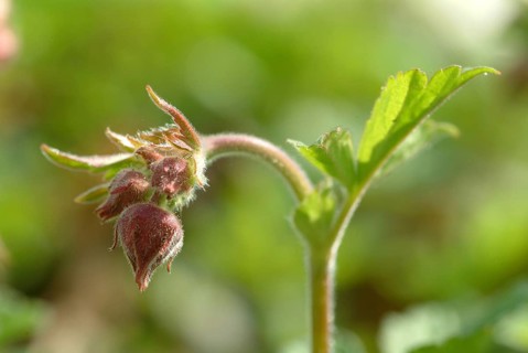 Water avens (Geum rivale), medicinal plant, medicinal use
