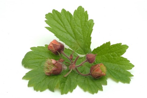 Water avens (Geum rivale), medicinal plant, medicinal use